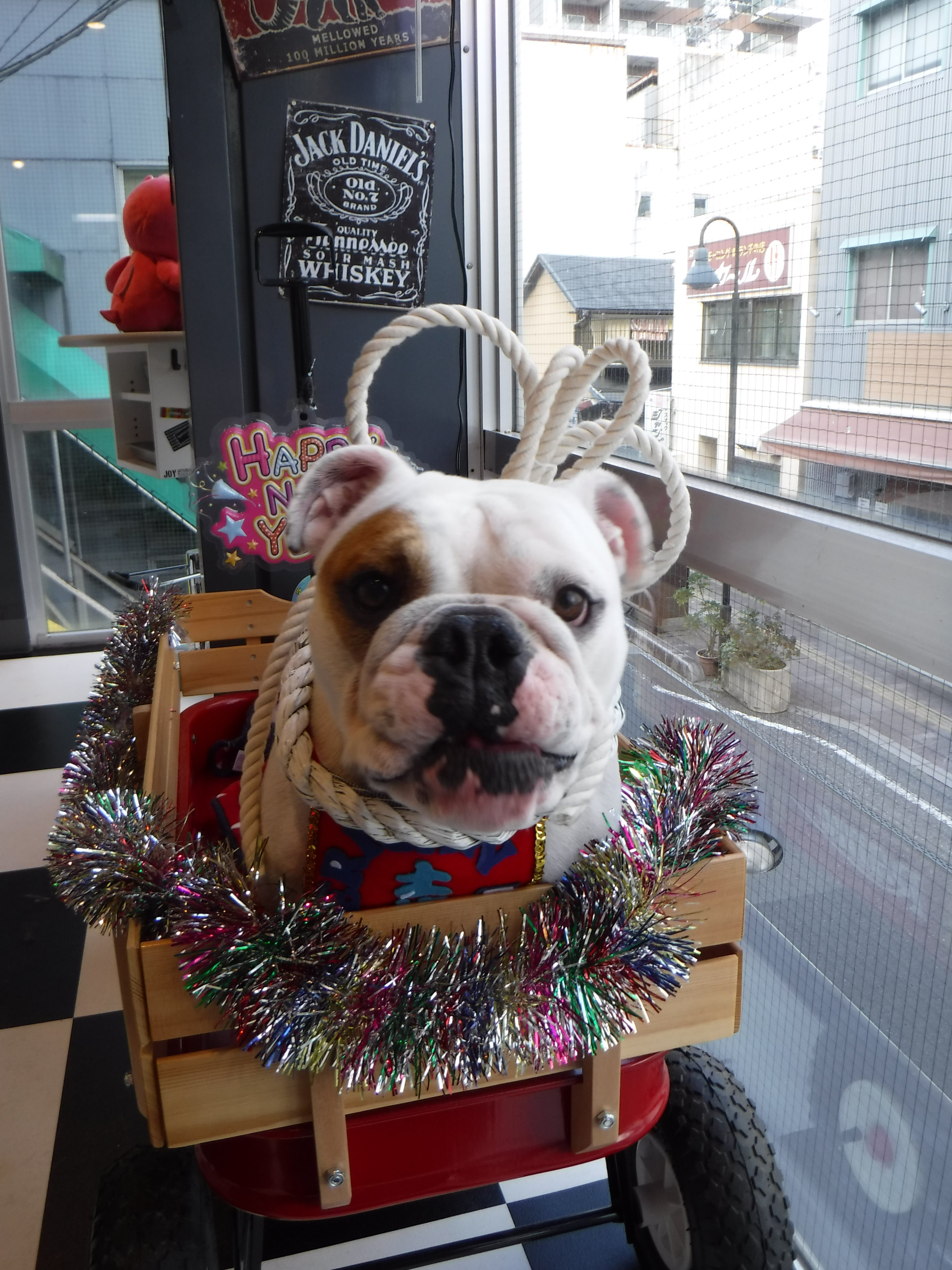 American Dog A Twitter 高知県外からホテル御利用のお客様にはスタッフ手作りのまわしを付けて土佐犬のコスプレで記念写真を撮ってプレゼントしてます Americandog Americandog 犬 トリミングサロン 高知 アメリカンドッグ T Co Rsif4aya2g Twitter