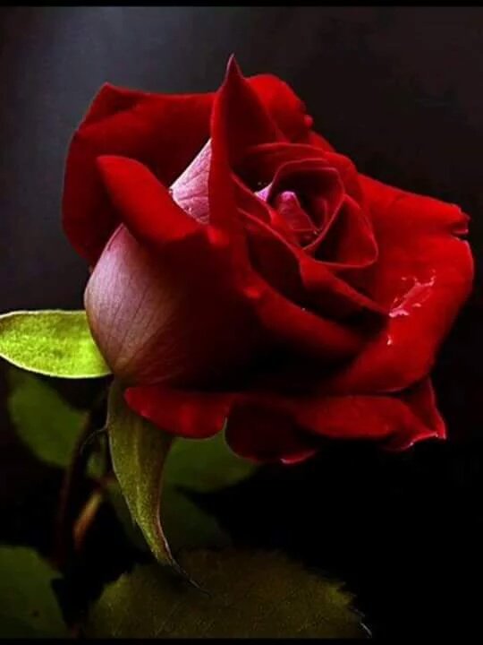 vivikike's tweet photo. Para las mujeres que son el ser más bello https://t.co/48esoJteQS