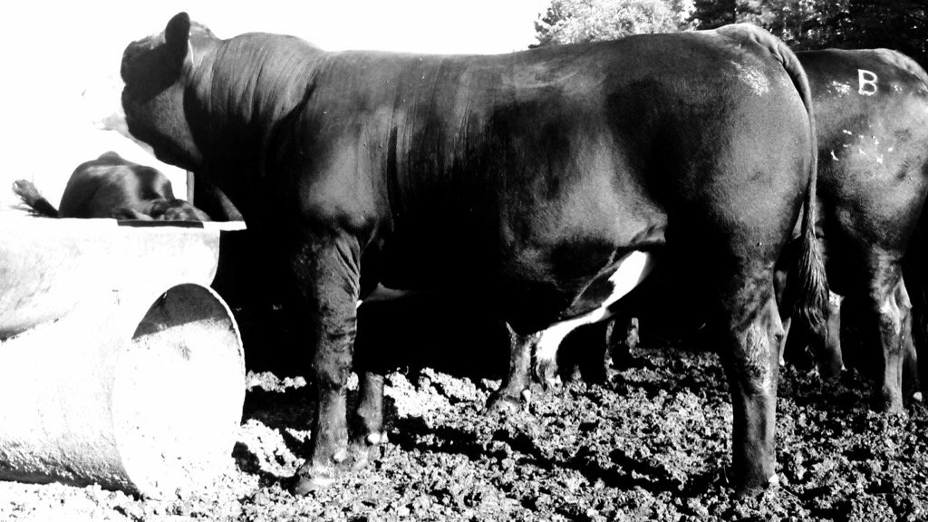 LenHolliman's tweet photo. Rancher calf at Donnie Stephens farm , Marion Jct .Al. https://t.co/ZlvBTJmp31