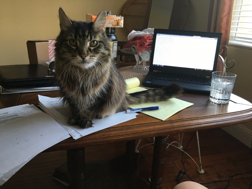 JackDonaShe's tweet photo. Shedding light and fur on the Health and Safety Code. #workingcatmom https://t.co/2TFus8DJzE