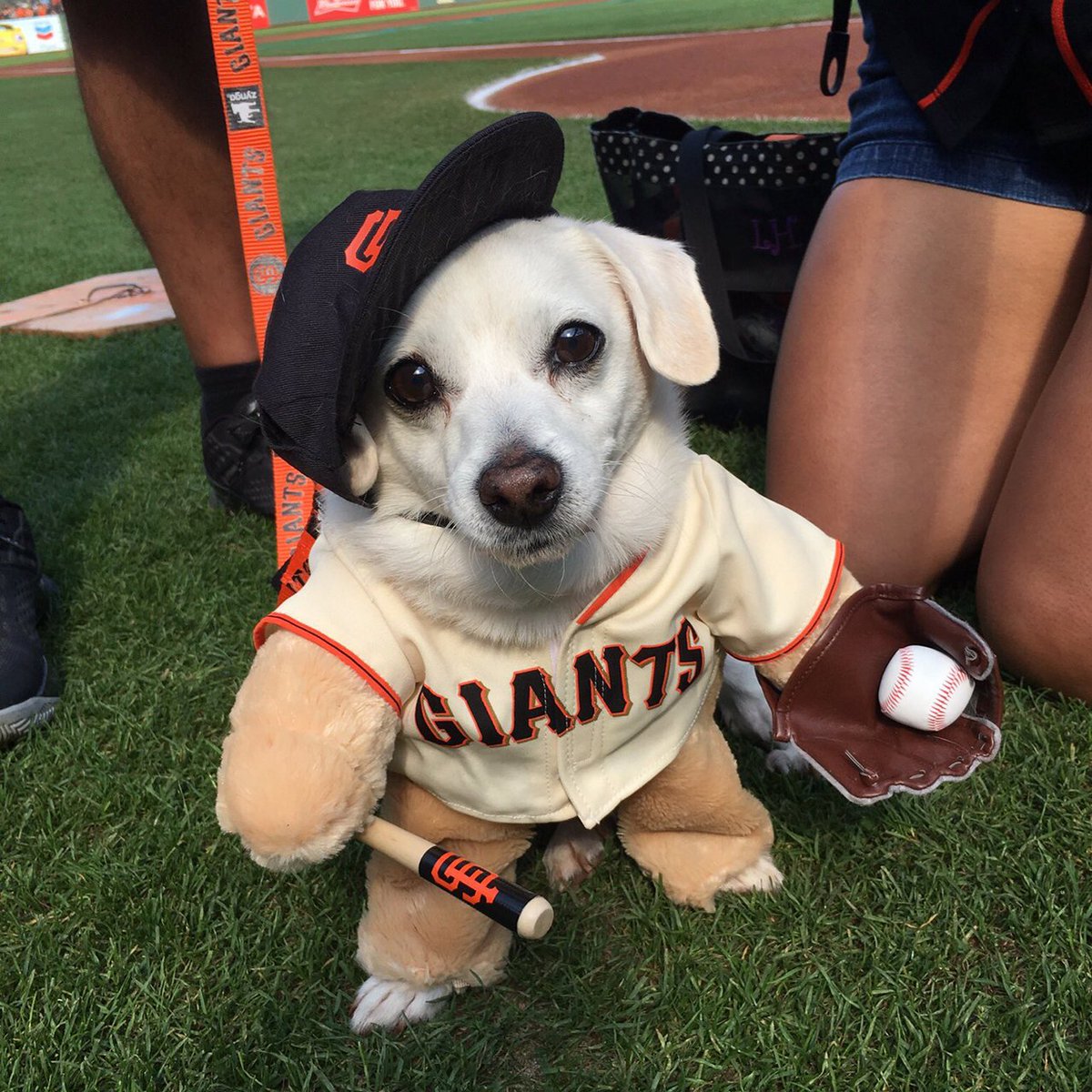 san francisco giants dog jersey