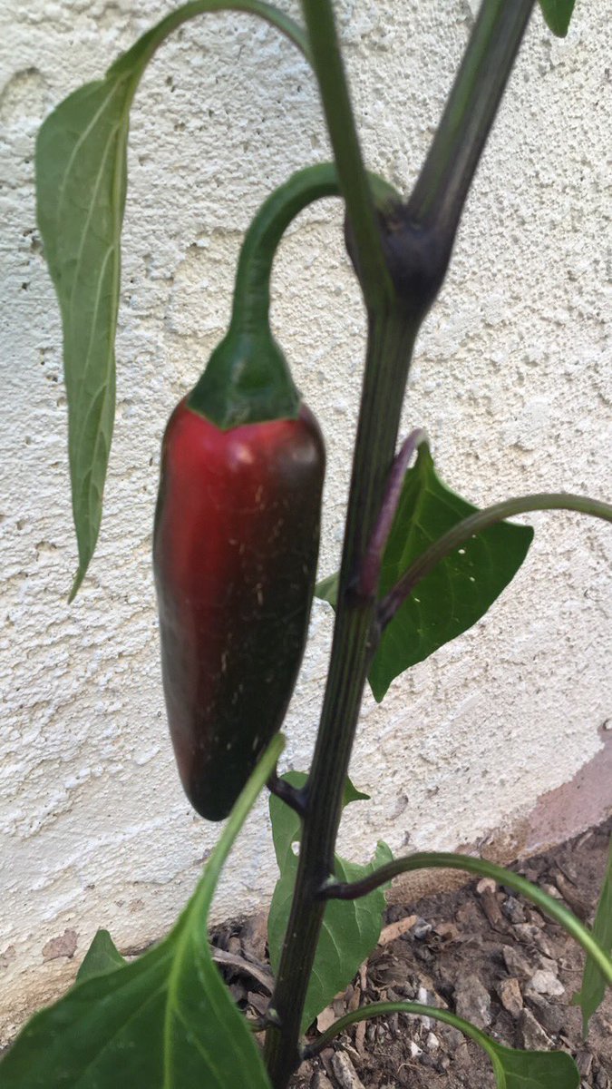 Nj_llorens's tweet photo. I asked my dad what salsa contest he was joining because this paper was illegal in the US. #PeruvianPuffPepper https://t.co/HnczRDvCrP