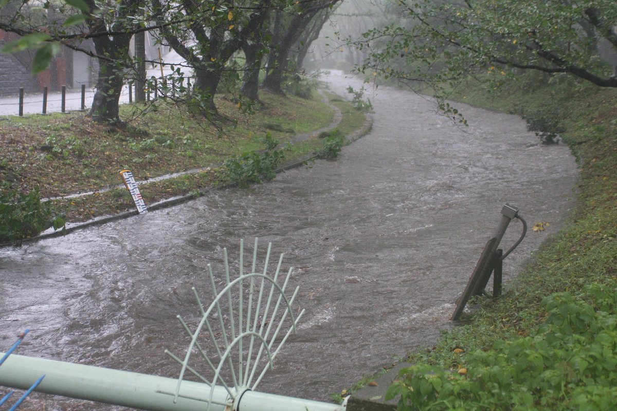 あいぼり Twitterissa 神奈川県の大和市から藤沢市にかけて流れる引地川で 千本桜の有名な場所は氾濫直前まで迫りつつあります