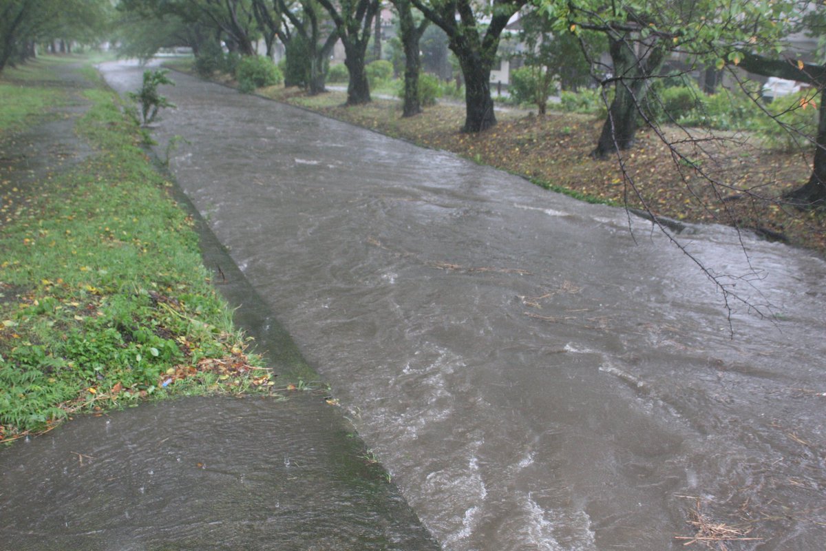 あいぼり 神奈川県の大和市から藤沢市にかけて流れる引地川で 千本桜の有名な場所は氾濫直前まで迫りつつあります