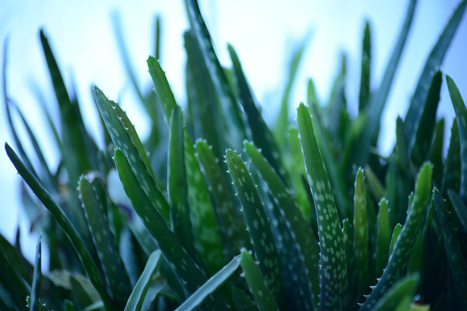 MTHeartburn's tweet photo. Aloe vera is a great natural healer, even for #hearburn: https://t.co/9hiVTP95Rt https://t.co/wkwF2xfzjj