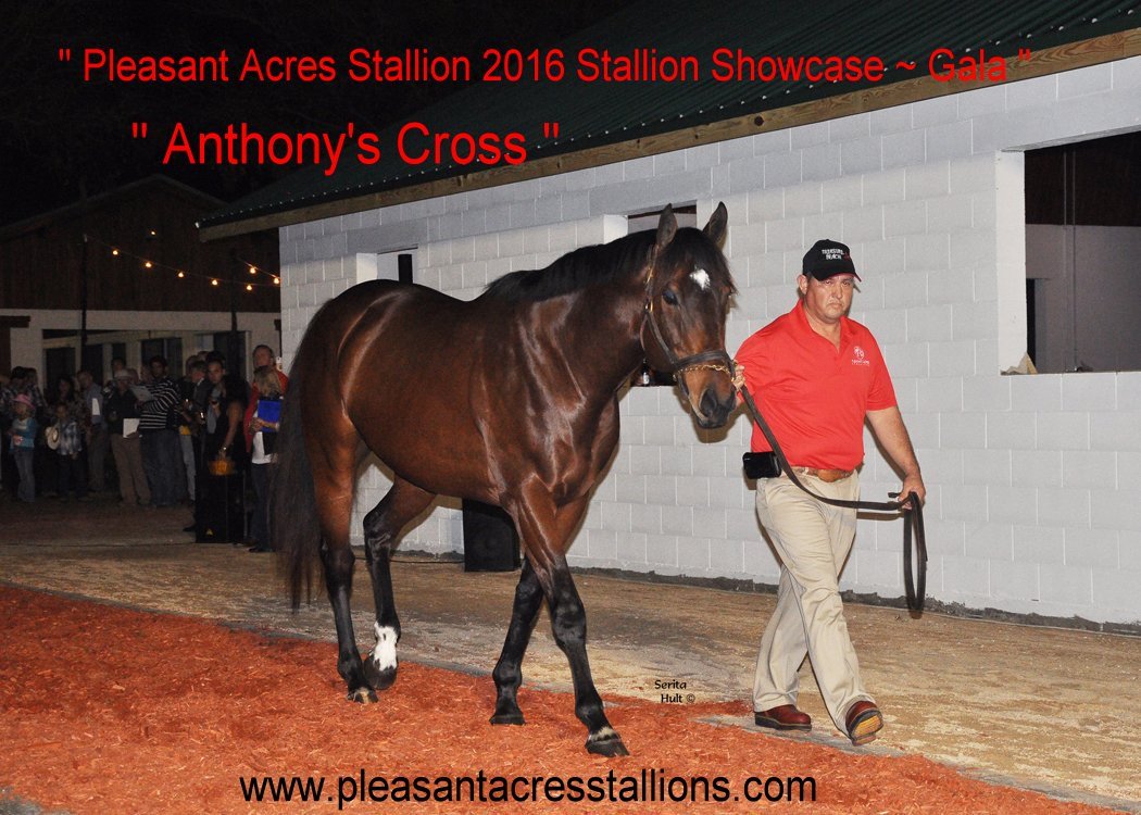 PleasantAcresSt's tweet photo. Anthony's Cross' (pic) 1st crop impressive! #OBSAug Hip 25 colt fam of Nobiz Like Shobiz! https://t.co/nSZ96wIO3g https://t.co/gesMHxFwmK