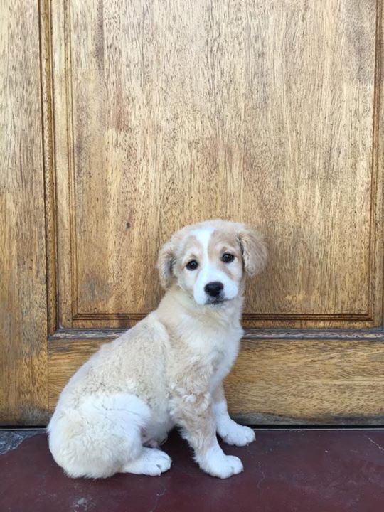 Alguien quiere a este pequeño? Lo abandonaron y yo no puedo tenerlo 😞 Tiene unos dos meses y será mediano <a href="/perroscl/">Perros.cl</a>