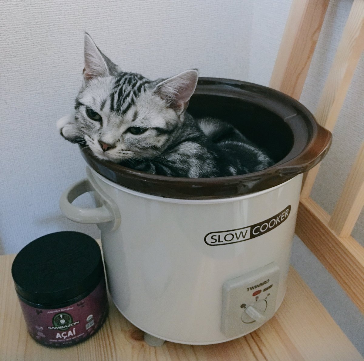 heyitssharla's tweet photo. Took a minute but I found Luna👀 Guess we're having cat for dinner tonight😂 https://t.co/wgHacta38a