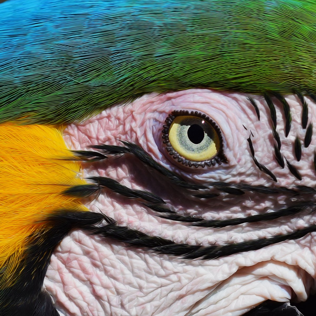 Muzza9958's tweet photo. The eyes have it No 3 :)
A bit of fun with close ups.
#Eyes #Birds #Photos #Art 
At https://t.co/BdfIjQhwNm https://t.co/ECPTmsUfB4