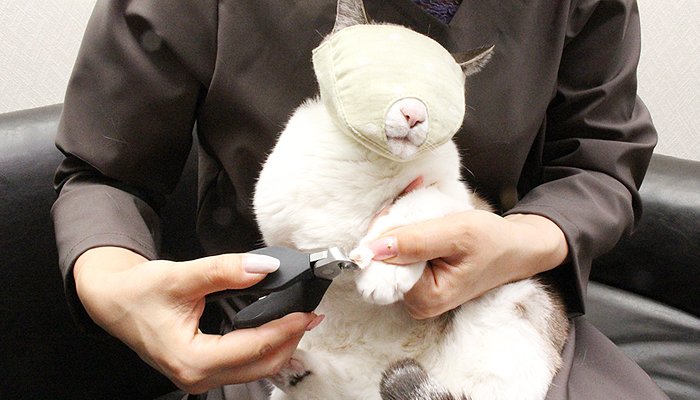 猫用の目隠しマスクかっこいい