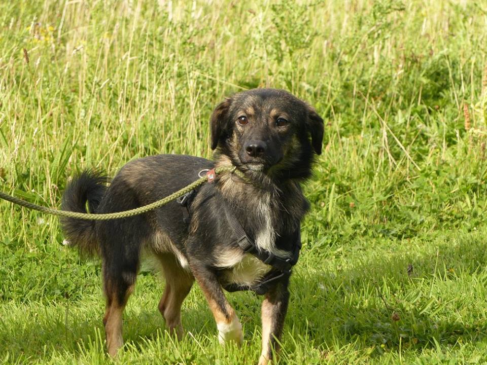 EroskaEva's tweet photo. Riley is one of our new arrivals from Romania looking for a home, small size lovely natured quiet little boy https://t.co/b2Thet2Nbd