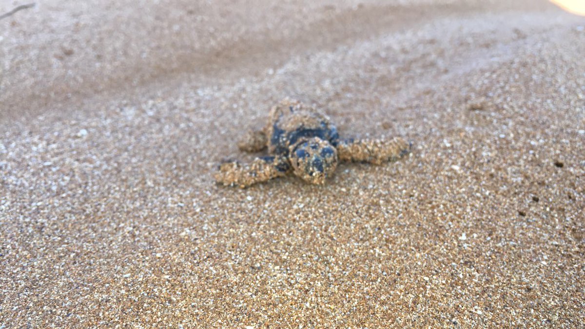 Liv_Oakham's tweet photo. The most amazing experience of my life, helping newly hatched turtles make their way to the sea🐢 https://t.co/D2NFZLPvqe