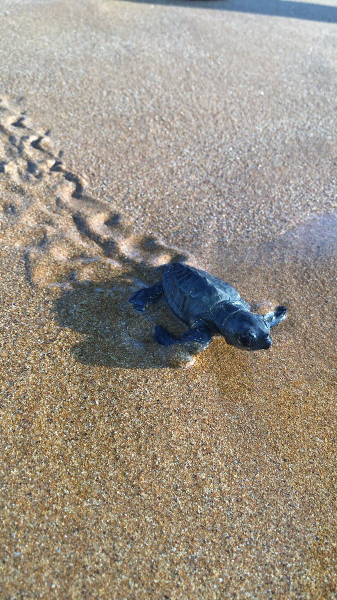 Liv_Oakham's tweet photo. The most amazing experience of my life, helping newly hatched turtles make their way to the sea🐢 https://t.co/D2NFZLPvqe