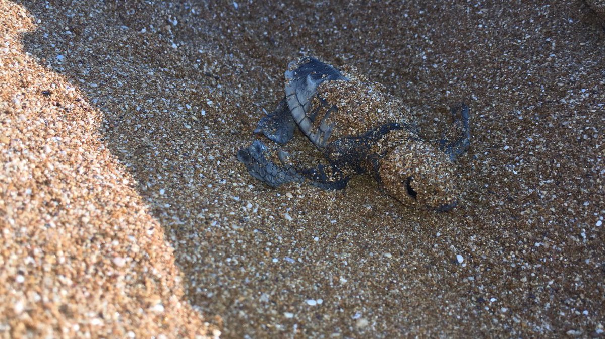 liv x (@liv_oakham) on Twitter photo The most amazing experience of my life, helping newly hatched turtles make their way to the sea🐢 The most amazing experience of my life, helping newly hatched turtles make their way to the sea🐢