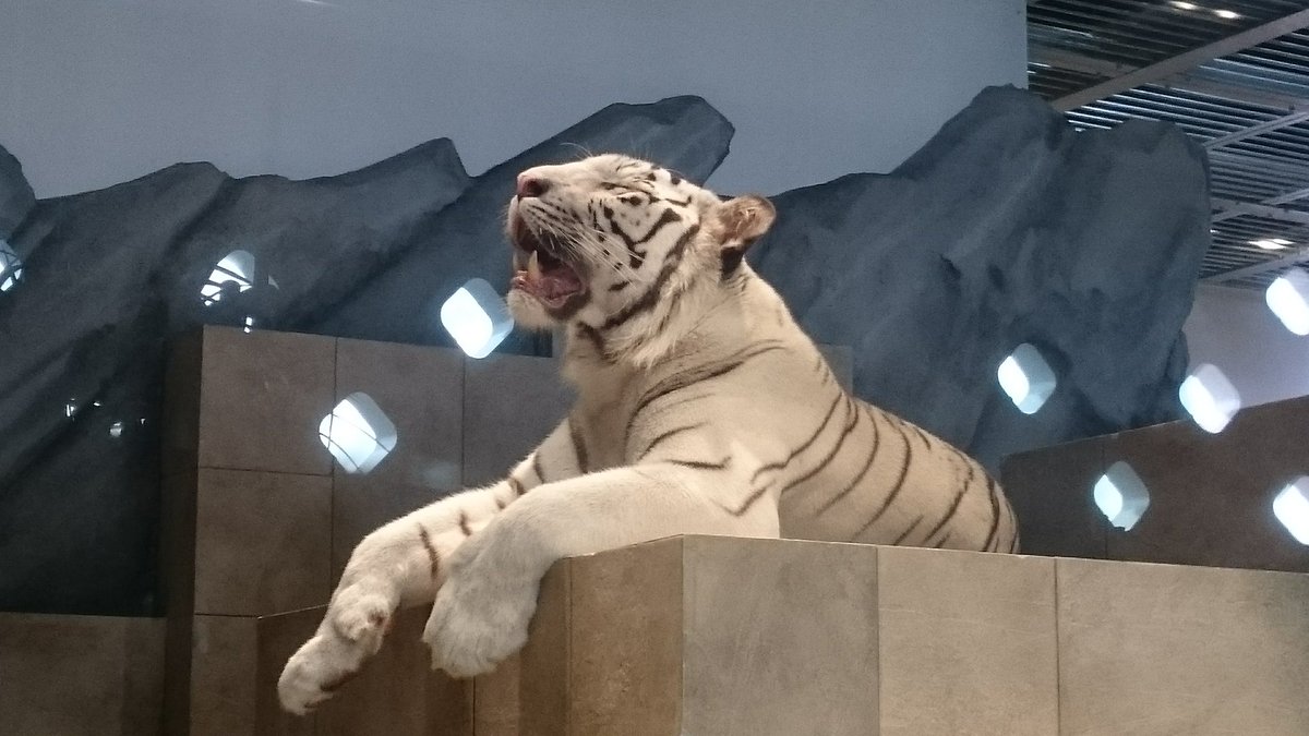 ぼらきち Sur Twitter タイバニクラスタのみんな 大阪エキスポシティの水族館 ニフレル に急ぐんだ タイガーグッズが山のように売ってるぞ 入場料払って本物のタイガーさんを見るもよし 売店だけ寄るもよし 私はシャツとメモ帳買いました 可愛い 撮影許可済み ぼらきち Sur Twitter タイバニクラスタのみんな 大阪エキスポシティの水族館 ニフレル に急ぐんだ タイガーグッズが山のように売ってるぞ 入場料払って本物のタイガーさんを見るもよし 売店だけ寄るもよし 私はシャツとメモ帳買いました 可愛い 撮影許可済み