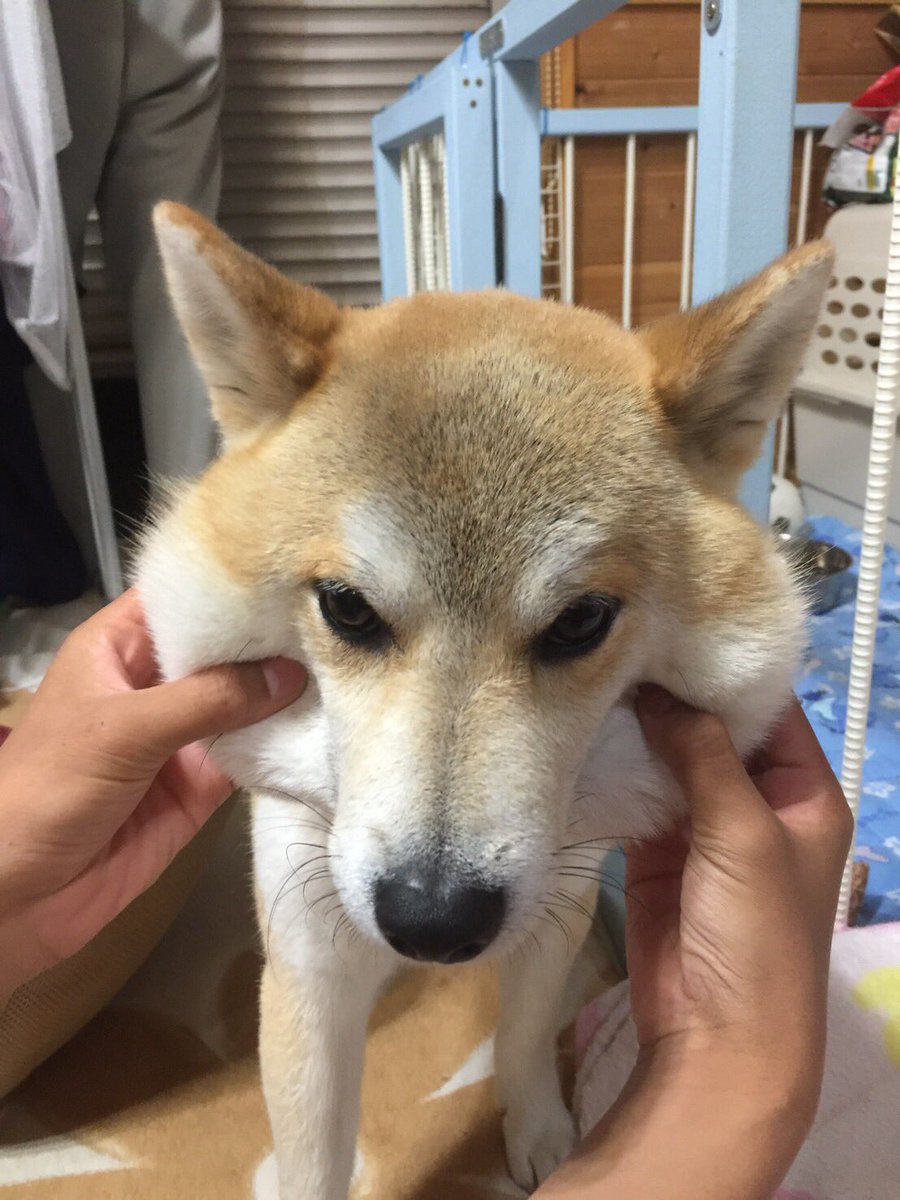 犬好きな人