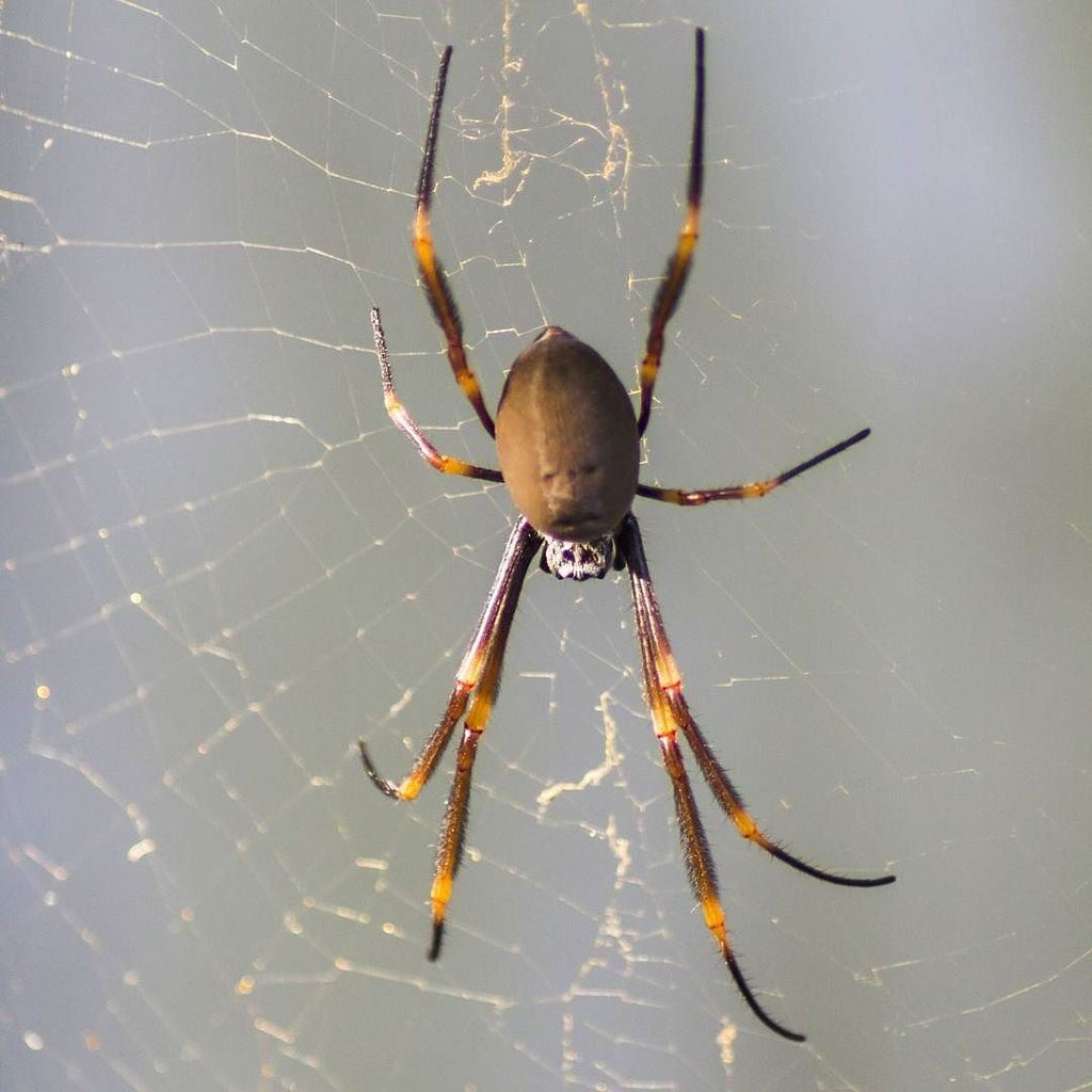 geoffbonza's tweet photo. Backyard #spider.
#spiders #goldcoast #queensland #australia #canon #photography
#goldcoa… https://t.co/QwyHs9zreK https://t.co/nTP2CtyI4E