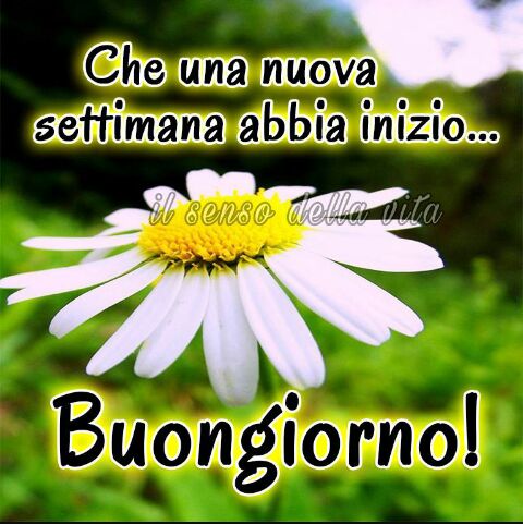 MariaReginaDer2's tweet photo. @NellettaOrnella Buona giornata carissima amica https://t.co/y08uwl5jT5