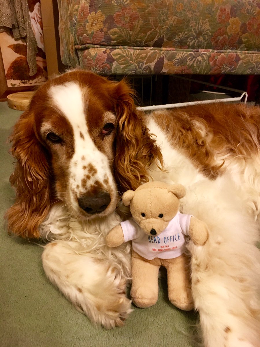 TTMPltd's tweet image. Here Millie is with our Head Office, Talk Talk Ted! #CelebrityPooch