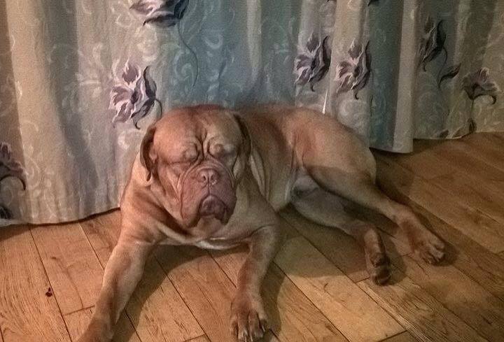 HelpMeFindTeddy's tweet image. Teddy is out there somewhere, even if you have brought him unknowingly please get in touch! #HelpMeFindTeddy