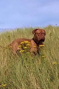 HelpMeFindTeddy's tweet image. Teddy is out there somewhere, even if you have brought him unknowingly please get in touch! #HelpMeFindTeddy