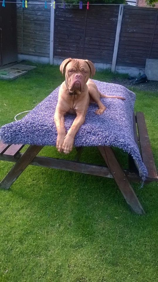 HelpMeFindTeddy's tweet image. Teddy is out there somewhere, even if you have brought him unknowingly please get in touch! #HelpMeFindTeddy