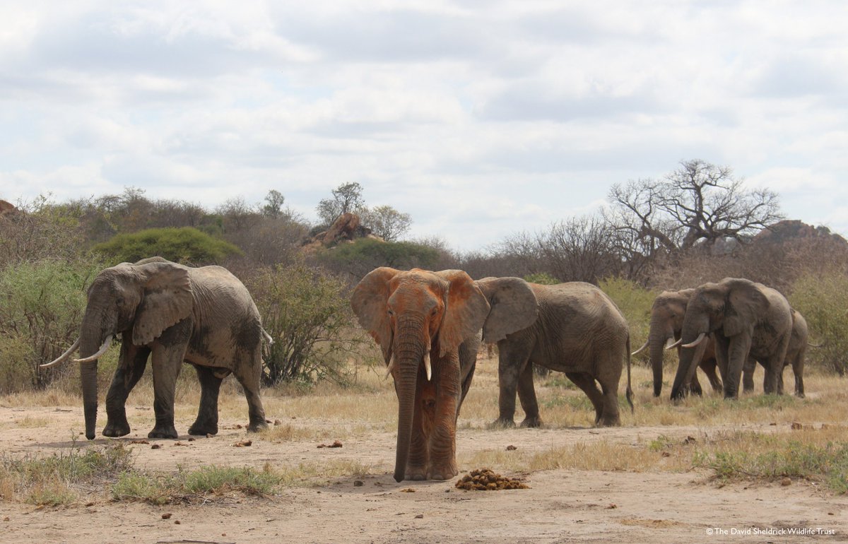 SheldrickTrust's tweet photo. Which #elephant was hand-reared by @DSWT?

100+ orphans are now living wild &amp; Kenze (red dust) is one of them! https://t.co/XCZxe8Gpmb