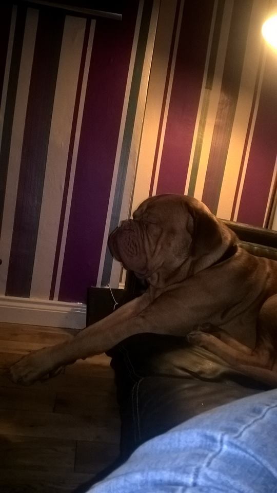 HelpMeFindTeddy's tweet image. #HelpMeFindTeddy