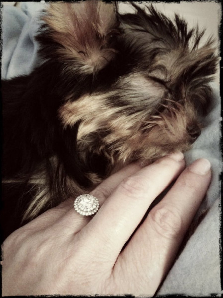 kirschinc's tweet photo. It's soooo cuuute...
#diamondring #diamondrings #uniquering #uniquerings #uniquejewelry #oneofakind #jewelrydesigner https://t.co/MLCYxgmmof
