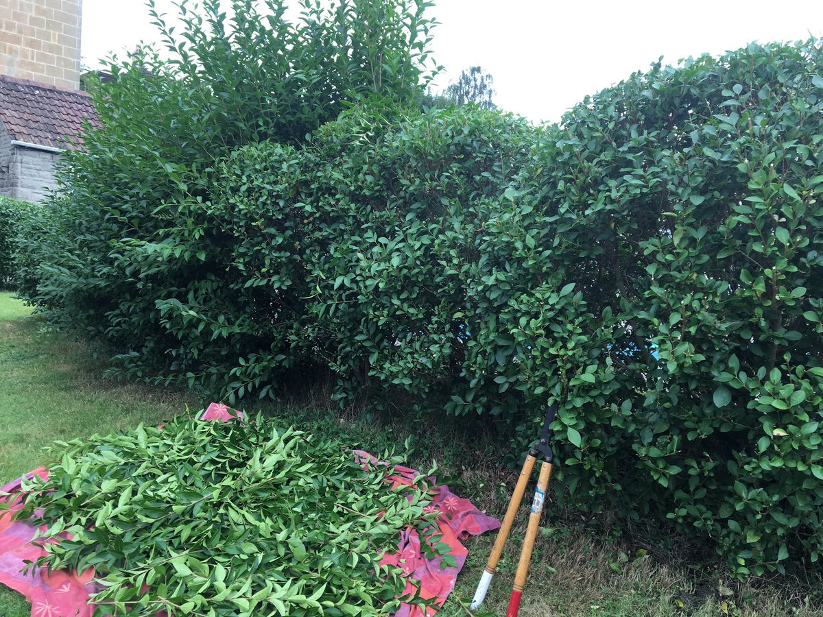 karen_goddess's tweet image. #thegardengoddessltd #cloudpruning #niwake #privet #jakehobson