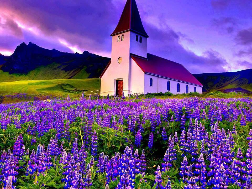 Beautiful Church in a field of Lupines