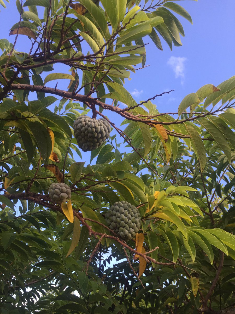 shaeyd's tweet photo. Good Morning Sunshines! The waiting game continues... #Bermuda #SugarApples #IllWait https://t.co/IXRbilcRLn