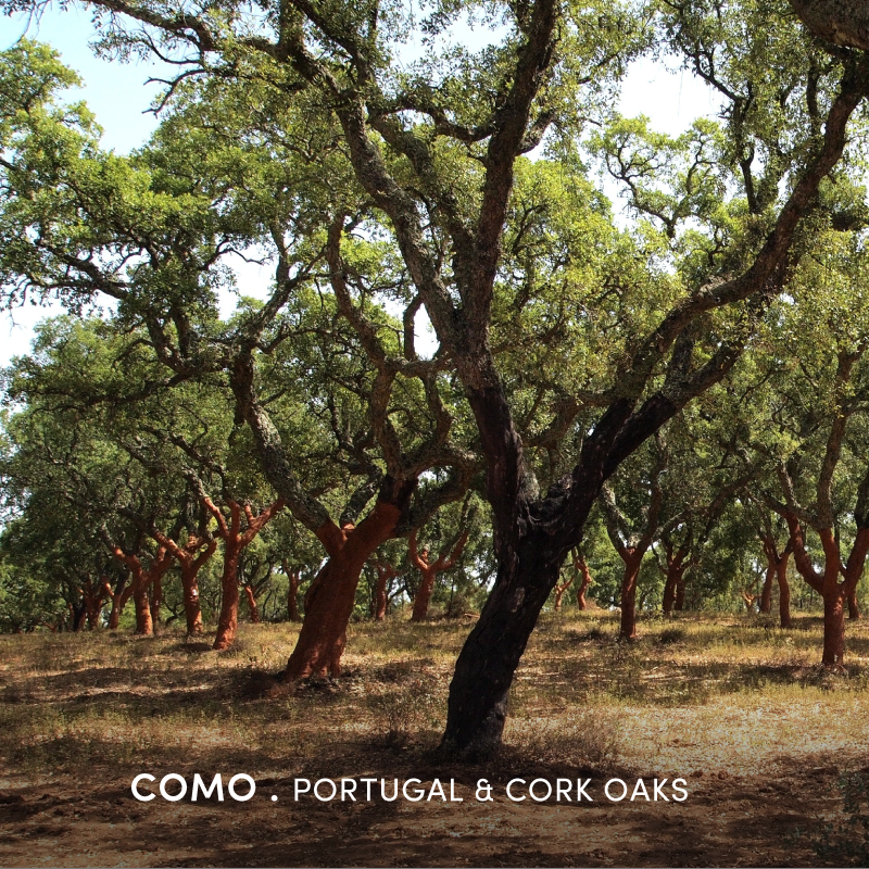 corkmodular's tweet photo. Did you know that In Portugal the cork oak is our national tree and occupies 23% of the national forest area? https://t.co/LbfS6JYKa9