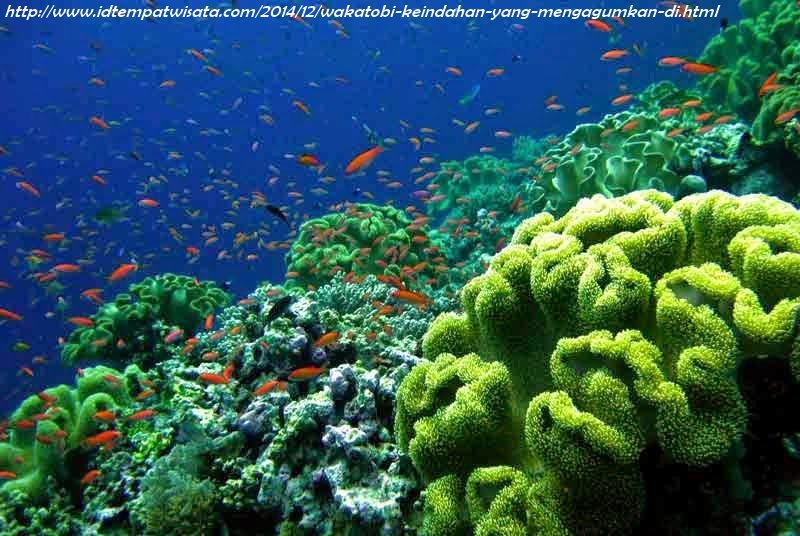 nikepratiwi4's tweet photo. "@AviatourTwit: Wakatobi, Sulawesi Tenggara. Dijuluki sbg “Underwater Nirvana” &amp; salah satu... https://t.co/Rx9UwAlXoY"