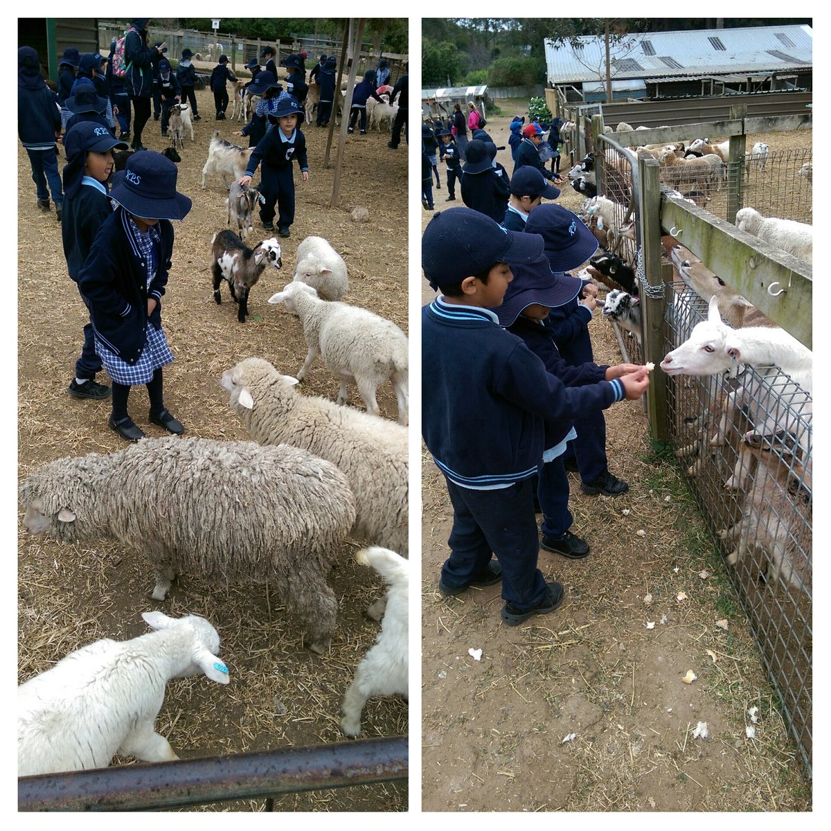 CamVyCain's tweet photo. KT had a wonderful day visiting the farm! Such a fun and worthwhile experience! 🐐🐖🐤🐄🐓🐇🐏 https://t.co/lQ3PkMoXwk