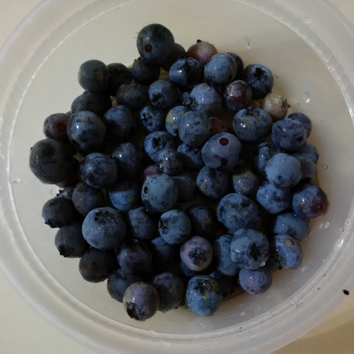 OpenCCE's tweet photo. ... to table. #BlueberryGoodness https://t.co/ok0nXR3S7A