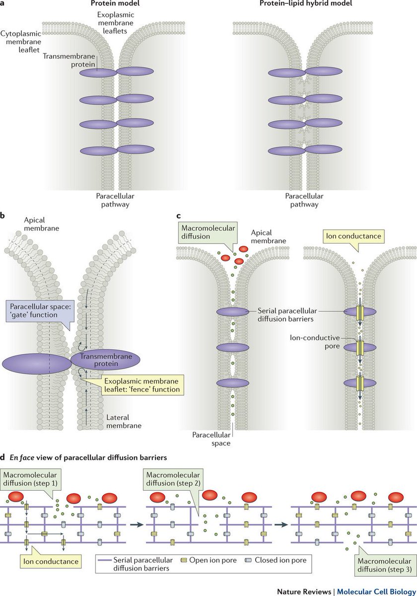 NatRevMCB's tweet image. From the cover Review: #Tightjunctions: from simple barriers to multifunctional gates (£) go.nature.com/292gJvr