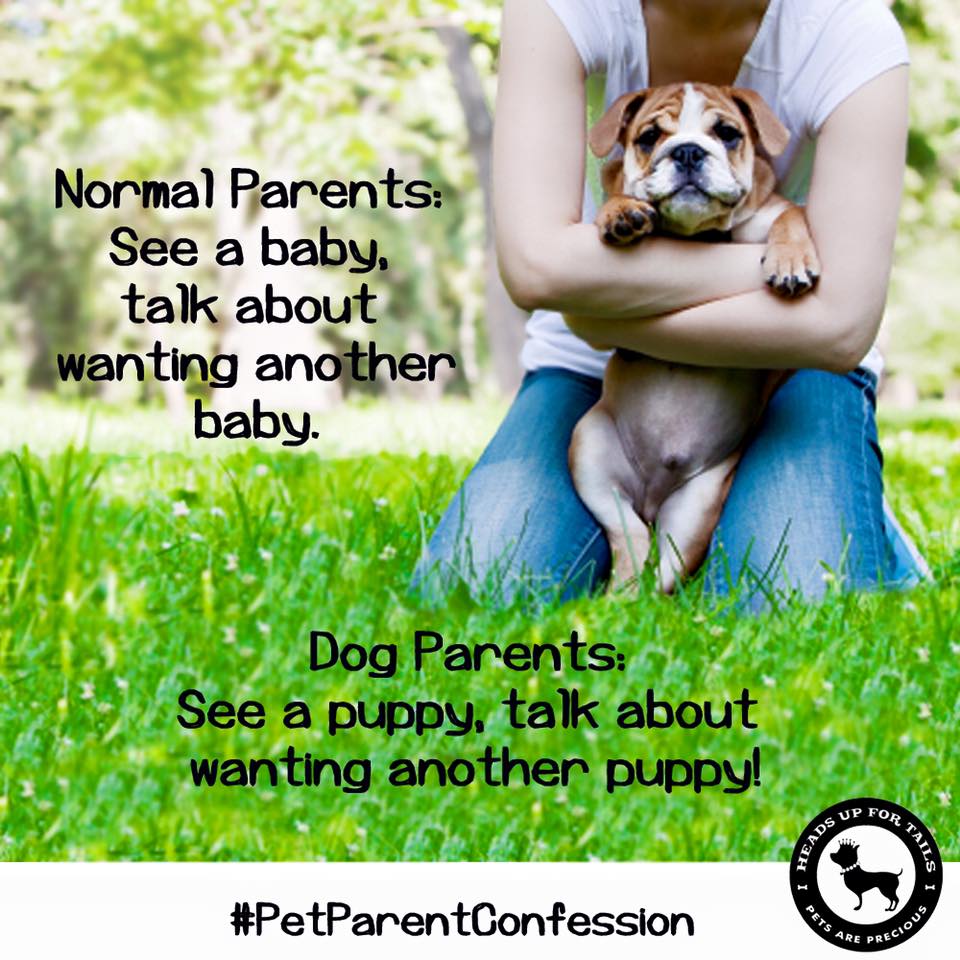 HUFT_India's tweet photo. Pet Parents Vs. Others
#PetParentConfession #1
Do share your #PetParentConfessions with us. :) https://t.co/p5JGZVTCsU
