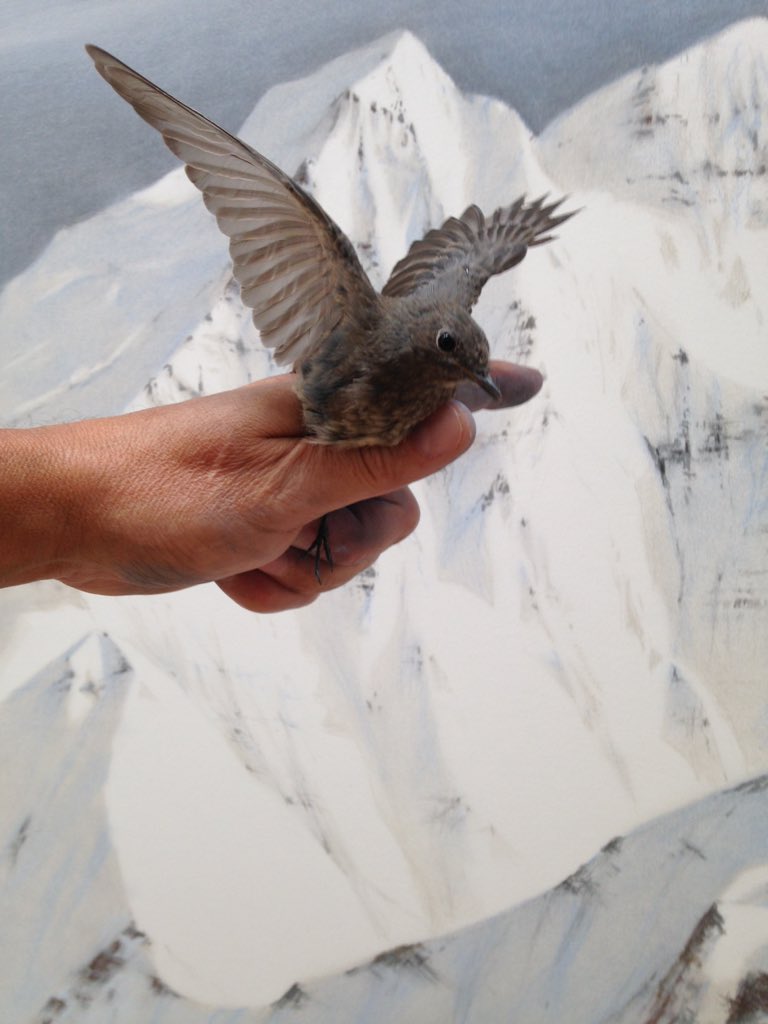 No es el pájaro de Zeuxis. Engañado por las uvas en su cuadro. Este solo buscaba el frío de la montaña