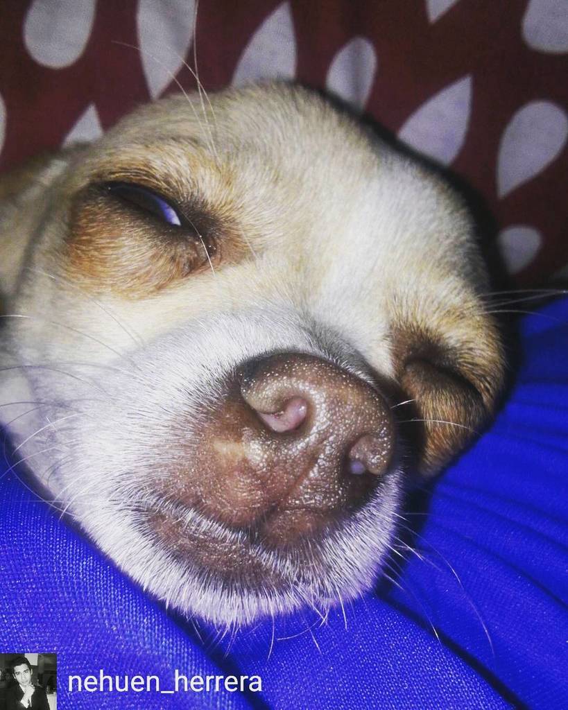 perrosdearg's tweet photo. https://t.co/luIDXZq3d4 #repost de @nehuen_herrera -  Se acosto a dormir conmigo 😌
#adormir #chihuahua #chihuahuit… https://t.co/MXb3kwMljD