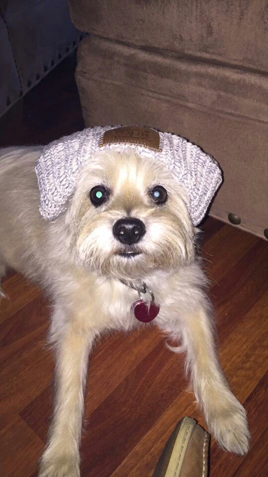MSULYM_crew's tweet photo. Here at MSU #loveyourmelon, everyone is supporting the cause! Even our fur babies π #lym #loveyourmeloncrew https://t.co/4Uux7n5ZPq