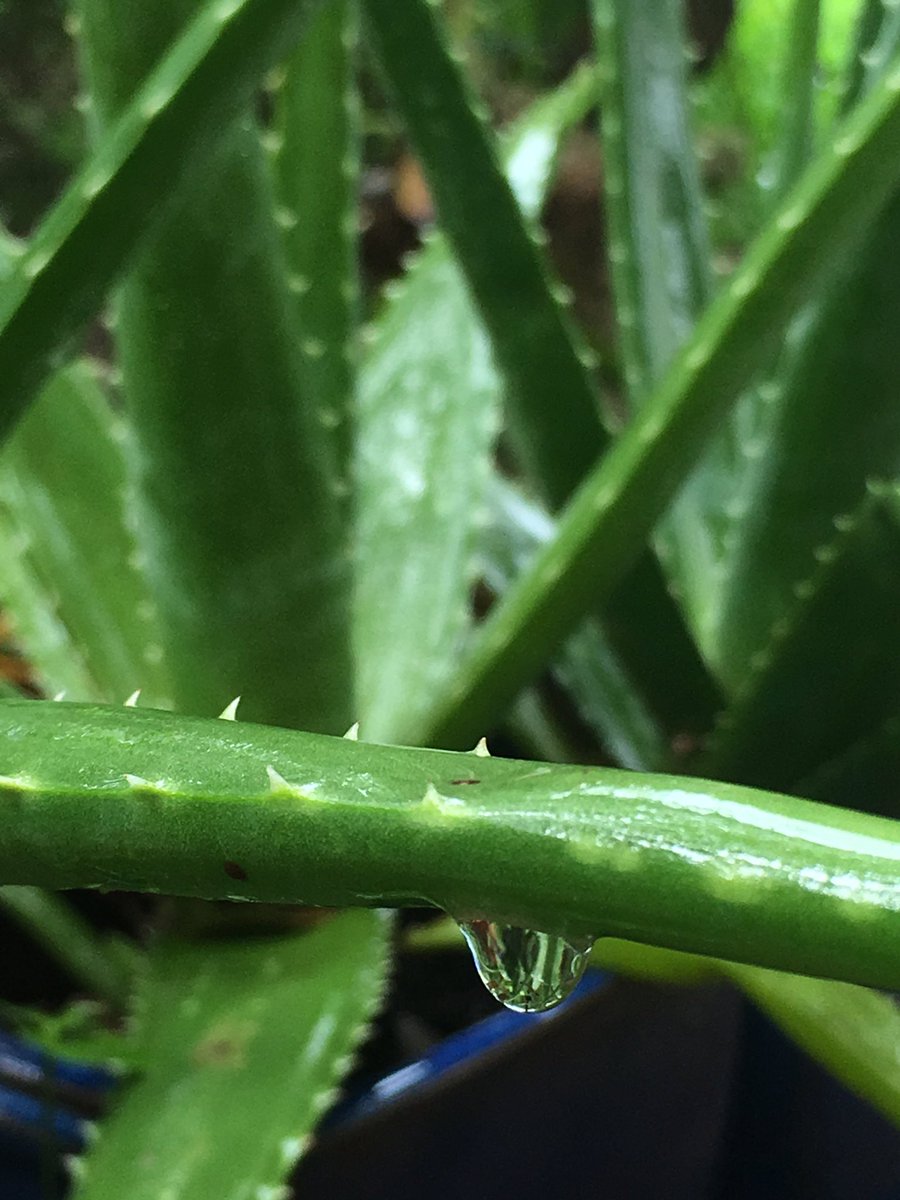 Papachote's tweet photo. #rainpic https://t.co/imMQrhiqvl
