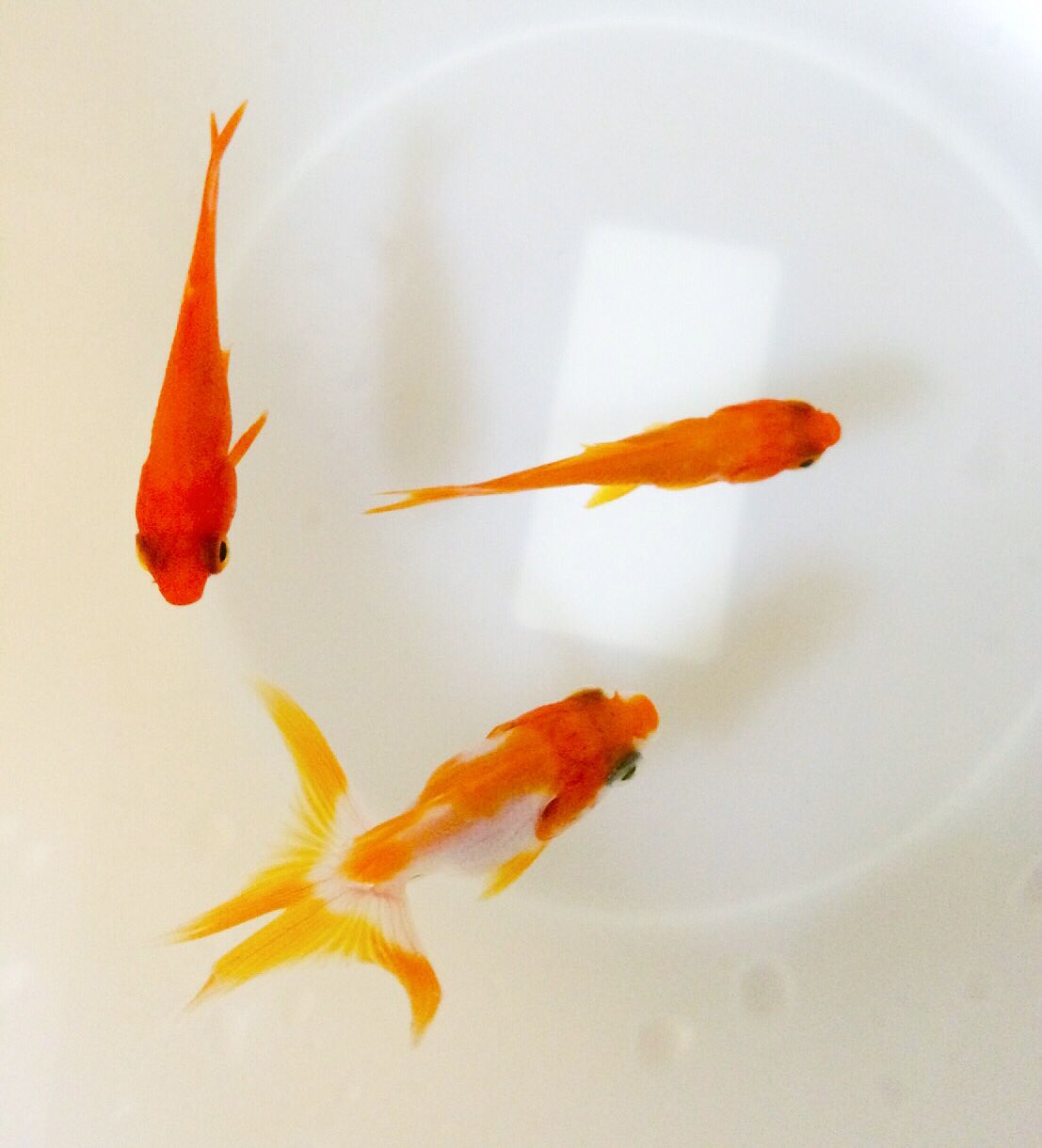 金魚綺麗 Twitter Search Twitter