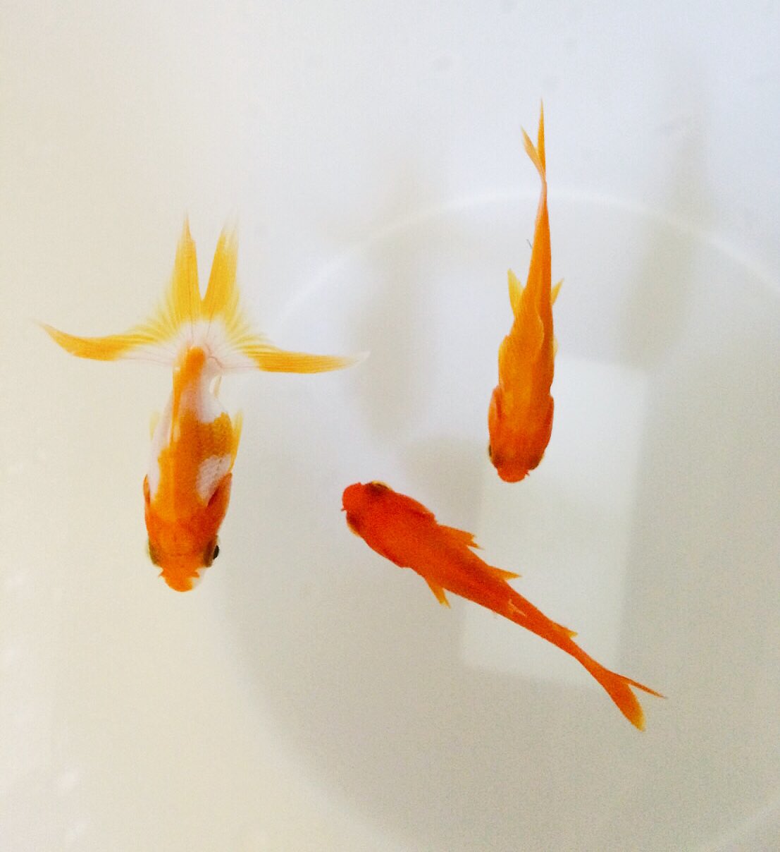 金魚綺麗 Twitter Search Twitter