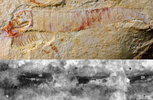 Scientists have discovered a 520 million year old fossilized nervous system. Learn more: qoo.ly/ai6wk.