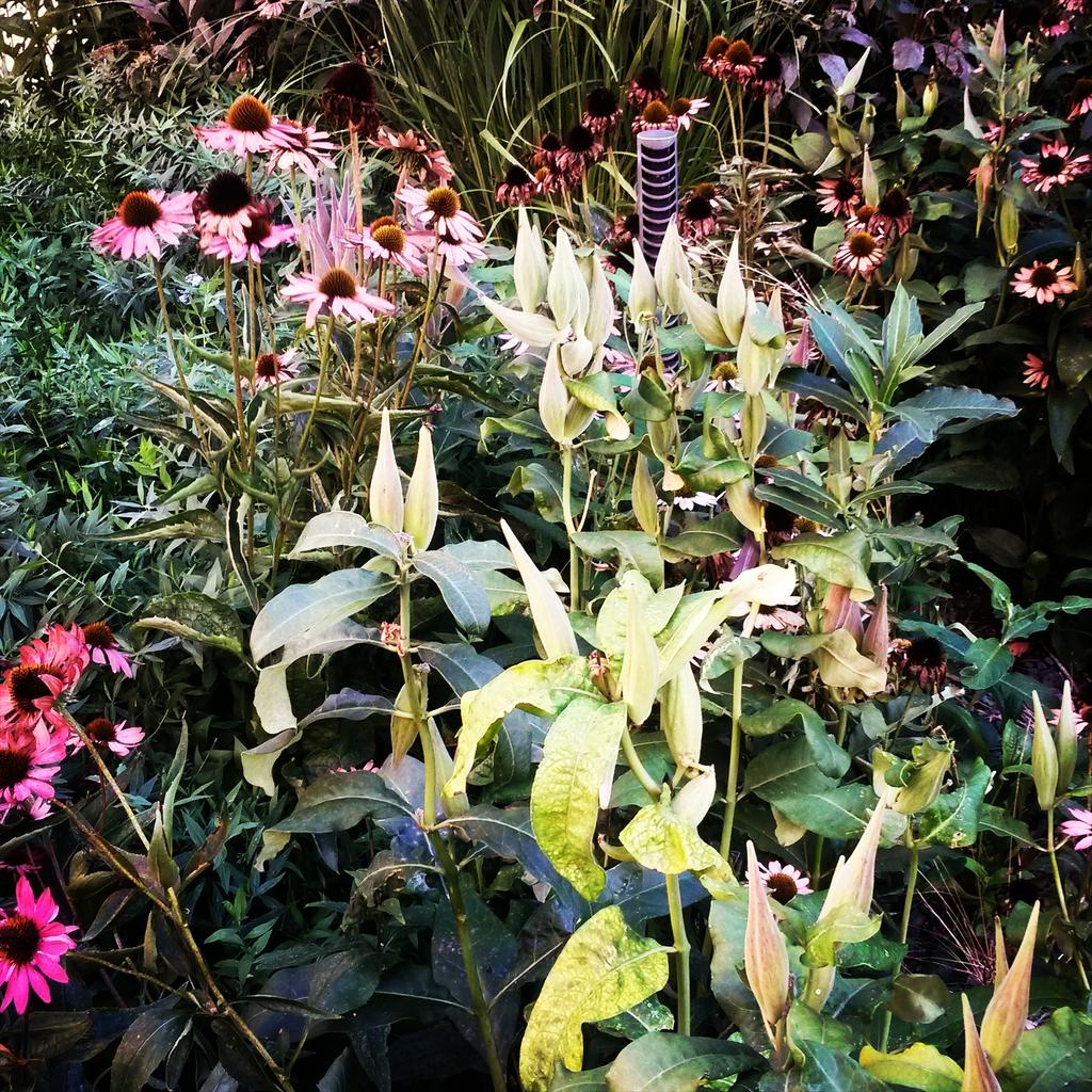 carlajewellery's tweet photo. Beautiful planting on the highline. A gorgeous walk to work this morning with @tam111 #echinacea #NYHighline https://t.co/SSbspG1ruZ