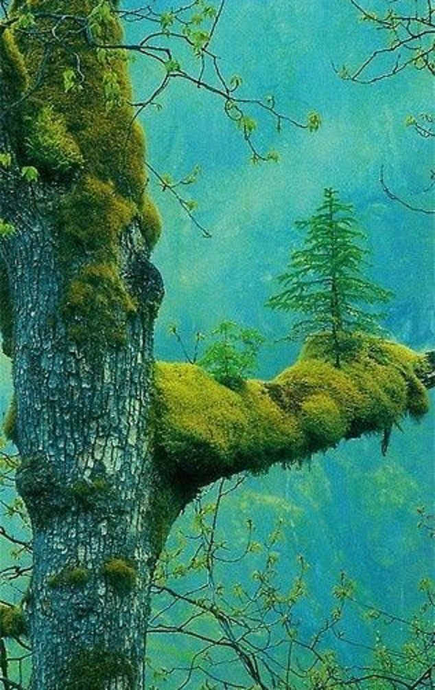 reverberate tweet media