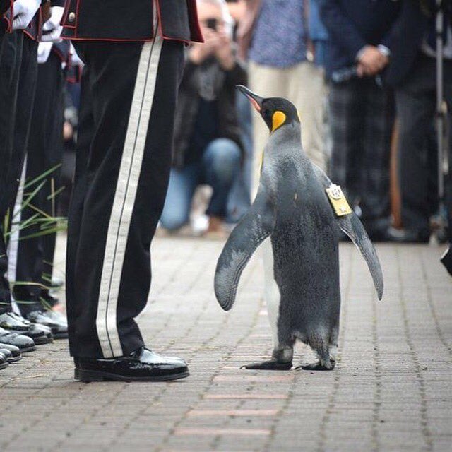 MiCoLetsEdin's tweet photo. Only in #edinburgh penguin Sir Nils Olav inspects Norwegian guard &amp; accepts the title of Brigadier #edinburghzoo 🐧 https://t.co/EmREaxGTbh