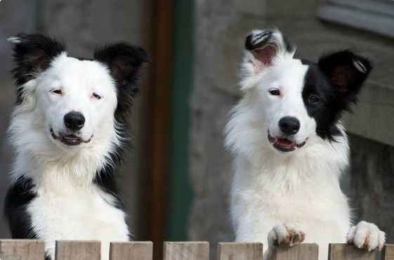 FarmersGuardian's tweet photo. "What do you mean there's something on my eye?" #MakeUpMishap
https://t.co/THWoIb0U44 https://t.co/23aMRuZDob