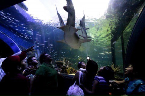 VeracruzTurismo's tweet photo. #SeAcabaronLasVacacionesY ya quiero regresar al Acuario de #Veracruz.
#VeracruzIncomparable 
#FelizLunes https://t.co/6WBPSFT8NR